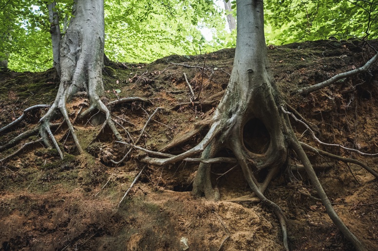 Can Tree Roots Destroy Your Sewer Line? What Homeowners Should Know